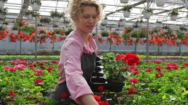 Happy woman gardener working in greenhouse. Female worker touching and supervising flowers and looks at them