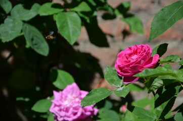 The garden in Palazzo Madama, Turin