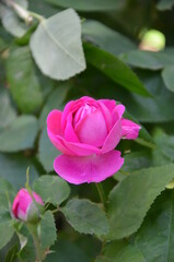 The garden in Palazzo Madama, Turin