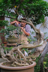 Senior man taking care of bonsai plant in the garden