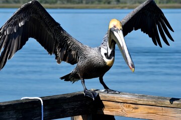 Pelican landing on fishing pier background