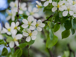 Blooming apple tree branches white flowers green leaves blue sky background close up, beautiful cherry blossom, sakura garden, spring orchard, summer sunny day nature, floral border frame, copy space