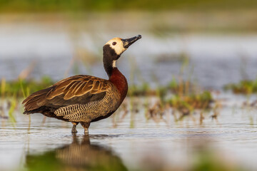 White-faced Whistling-duck - Dendrocygna viduata, beatiful colored duck from African and South...