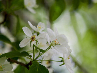 Blooming apple tree branches white flowers green leaves blue sky background close up, beautiful cherry blossom, sakura garden, spring orchard, summer sunny day nature, floral border frame, copy space