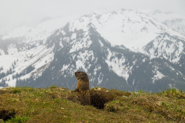 Small marmot keeping guard of its surroundings, with a snowy mountain in the background. Shot In Stanserhorn, Nidwald, Switzerland