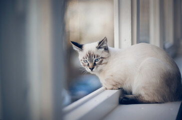 Portrait of a Thai cat on the windowsill.