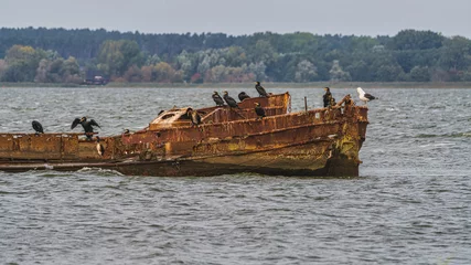 Fotobehang Schipbreuk A shipwreck on the Achterwasser coast in Warthe, Mecklenburg-Western Pomerania, Germany  © Bernd Brueggemann