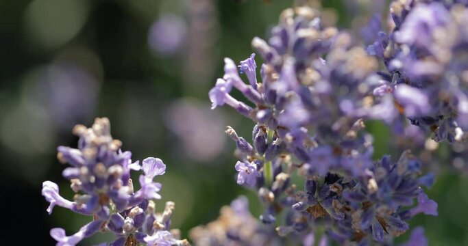 Lavender flower visiter by bees