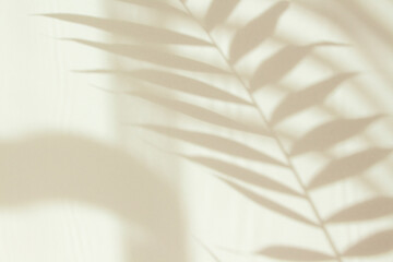 Abstract white shadow of a palm leaf on a white wall. Background with empty copy space for your design. Monochrome and minimalistic background with sunlight