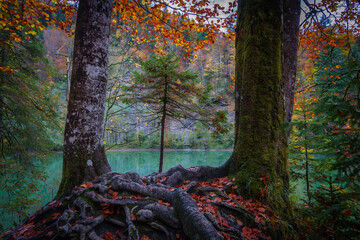 autumn in the forest