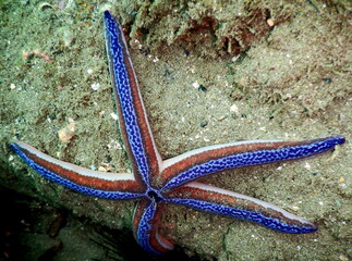 Costa Rica Pacific sea life