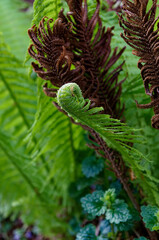 Wiele różnych kwiatów © artur