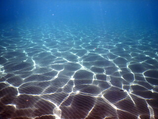 Costa Rica Pacific sea life