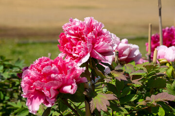 日当たりの良い公園の牡丹