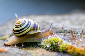 Banded garden snail with a big shell in close-up and macro view shows interesting details of feelers, eyes, helix shell, skin and foot structure of large garden snail and delicious escargot