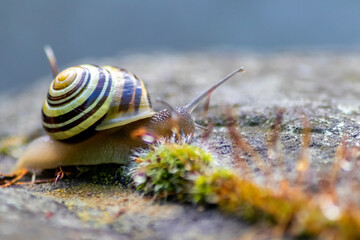 Banded garden snail with a big shell in close-up and macro view shows interesting details of feelers, eyes, helix shell, skin and foot structure of large garden snail and delicious escargot