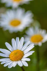 Fototapeta premium Many marguerites on a meadow of flowers in the garden with nice white petals and white blossoms in full blow as spring flower and summer bloom creating a feeling of relaxation and stress relief