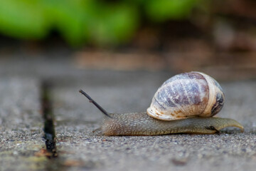 Big striped grapevine snail with a big shell in close-up and macro view shows interesting details of feelers, eyes, helix shell, skin and foot structure of large garden snail and delicious escargot