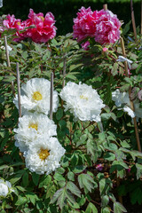 日当たりの良い公園の牡丹