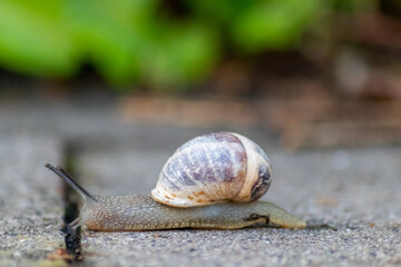 Big striped grapevine snail with a big shell in close-up and macro view shows interesting details of feelers, eyes, helix shell, skin and foot structure of large garden snail and delicious escargot