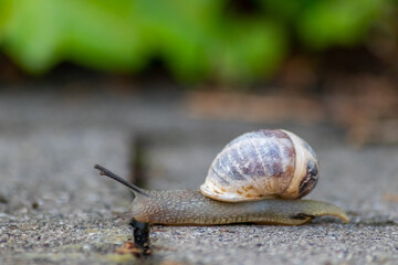 Big striped grapevine snail with a big shell in close-up and macro view shows interesting details of feelers, eyes, helix shell, skin and foot structure of large garden snail and delicious escargot