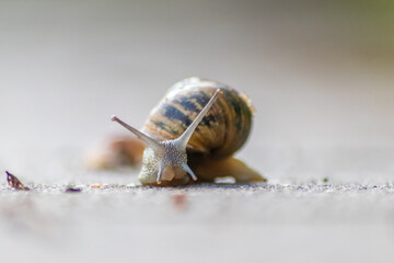 Big striped grapevine snail with a big shell in close-up and macro view shows interesting details of feelers, eyes, helix shell, skin and foot structure of large garden snail and delicious escargot