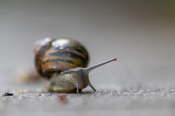 Big striped grapevine snail with a big shell in close-up and macro view shows interesting details of feelers, eyes, helix shell, skin and foot structure of large garden snail and delicious escargot