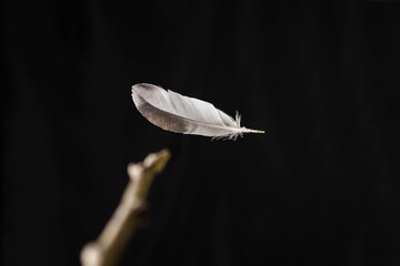 Levitating a bird's feather with a magic wand. The magic wand is in action. A levitation spell....