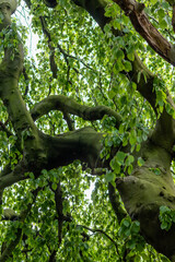 View into tree crown looking up into the green foliage in spring shows majestic branches with green...