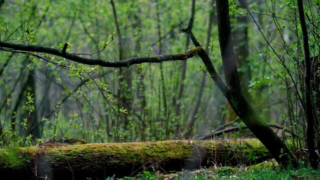 Relaks w lesie. Wyciszenie i wypoczynek. Wiatr i woda. Las, rośliny i kwiaty.