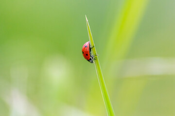 Beautiful black dotted red ladybug beetle climbing in a plant with green background and much copy space searching for plant louses to kill them as beneficial organism and useful animal in the garden