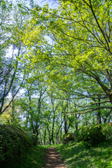 Obraz premium 爽やかな公園の風景