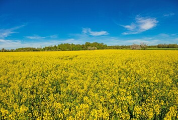 Obraz premium Picture of rape field in spring in typical bright yellow color