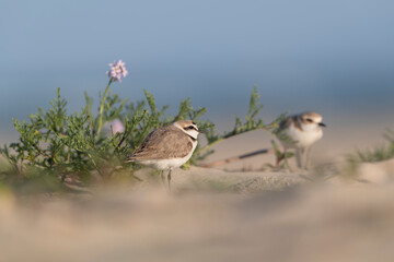kentish plover on the beach of the adriatic sea 