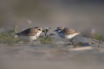 kentish plover on the beach of the adriatic sea 