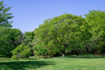 爽やかな公園の風景