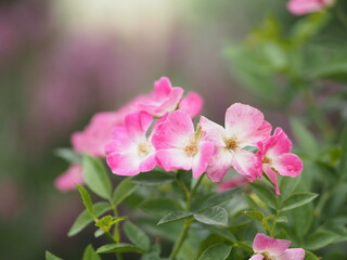 Fototapeta na wymiar pink color flower blooming in garden blurred of nature background