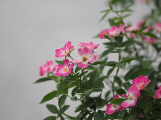 Naklejka na ściany i meble pink color flower blooming in garden blurred of nature background