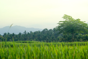rice field
