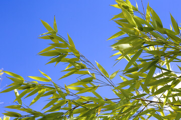 bamboo leaves in front of blue sky in the sunshine.