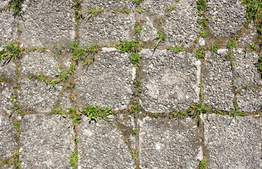 old cracked tiles from the broken floor of a with grass between the slits - closeup rough texture pattern for the background