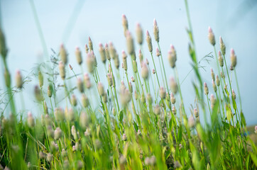 grass in the wind