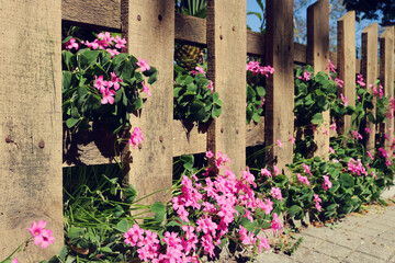 Fototapeta na wymiar pink flowers on the wooden fence of a urban garden with a blue sky in the background - colorful spring wallpaper 