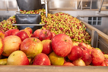 Ripe fall apples in a storage silo, ready to squeeze apple juice