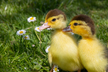 Little yellow ducklings sitting on the green grass and flowers. Cute newborn tiny ducklings. Close up