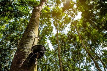 Rubber plantation After harvest in southern Thailand