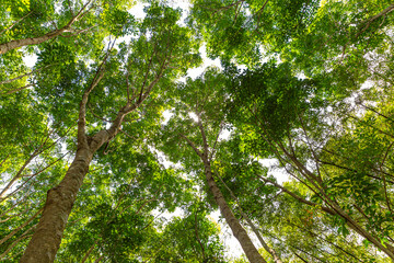 Looking up forest tree from ground view sunlight on the background
