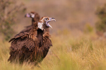 A cinereous vulture (Aegypius monachus) resting in a meadow in the Spanisch mountains.