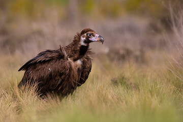 A cinereous vulture (Aegypius monachus) resting in a meadow in the Spanisch mountains.