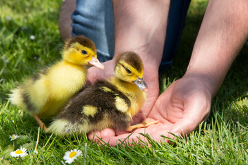 The man is holding little ducklings. Two duckling brothers. Cute newborn tiny ducklings. Close up